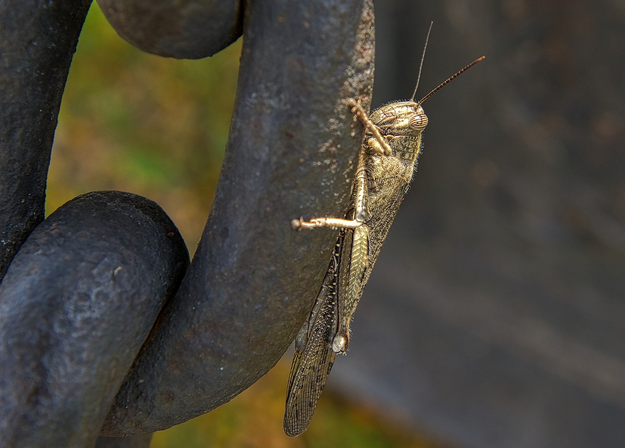 grasshopper insect bug free photo
