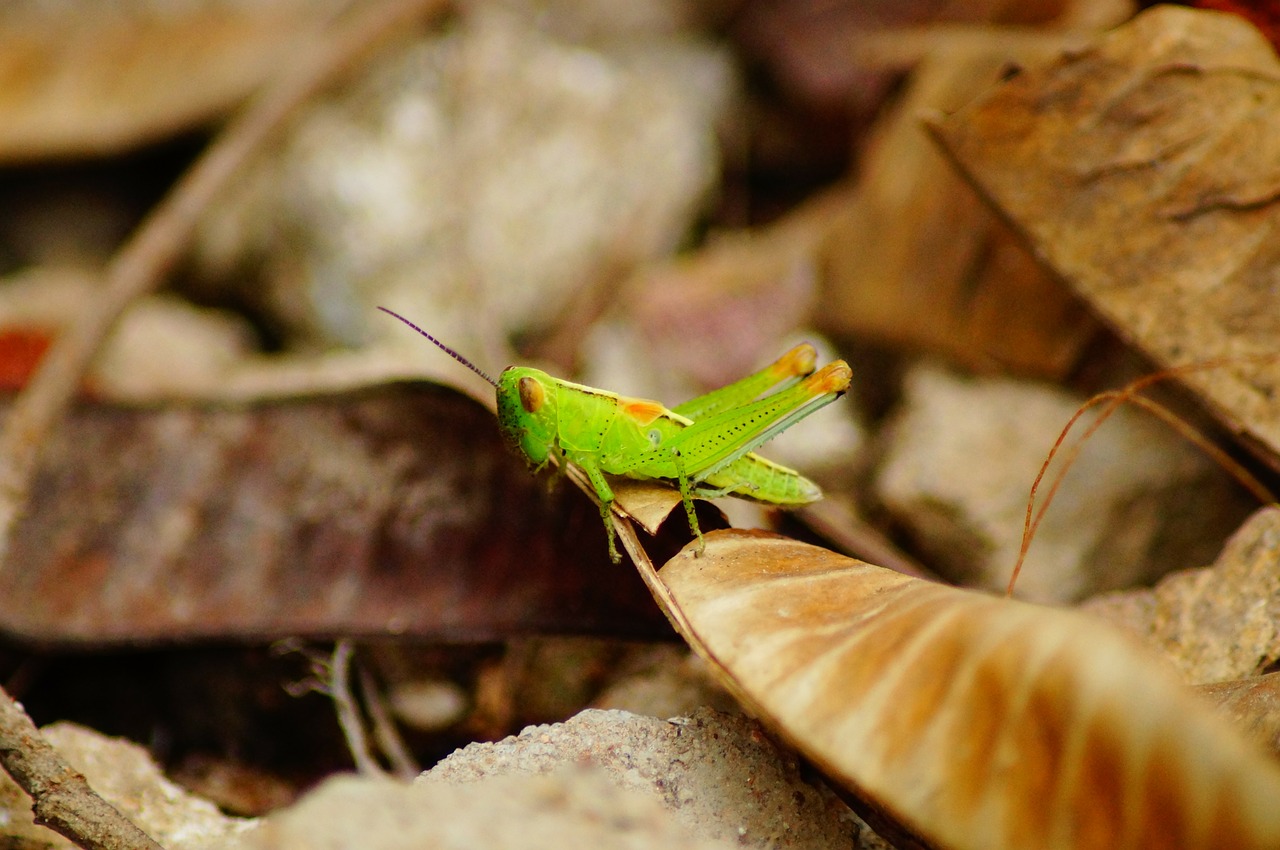 grasshopper color macro free photo