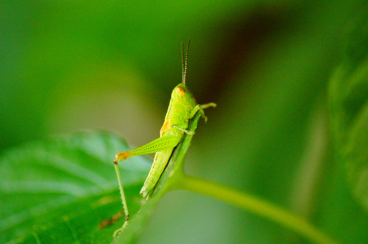 grasshopper color macro free photo