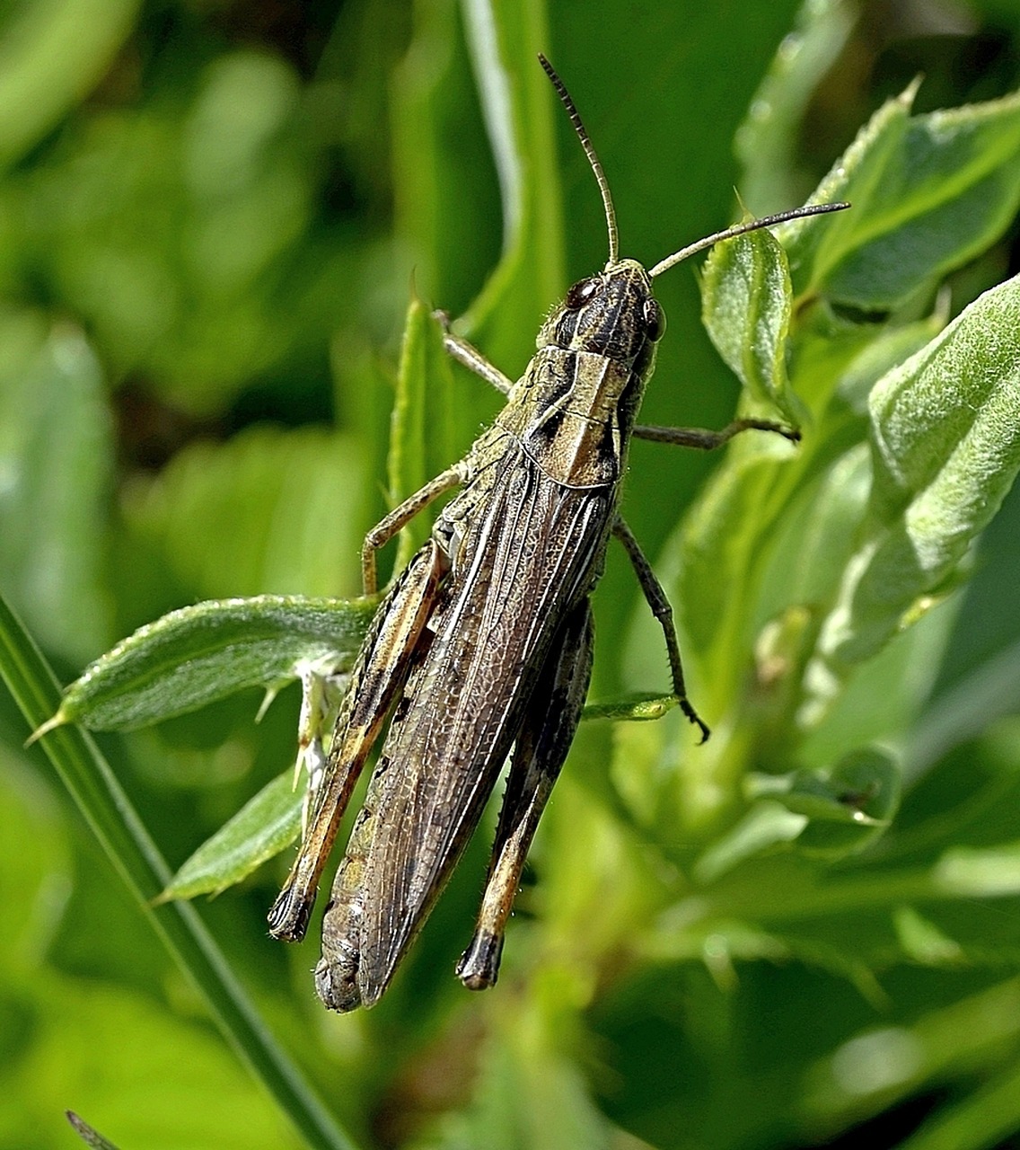 grasshopper summer plant free photo