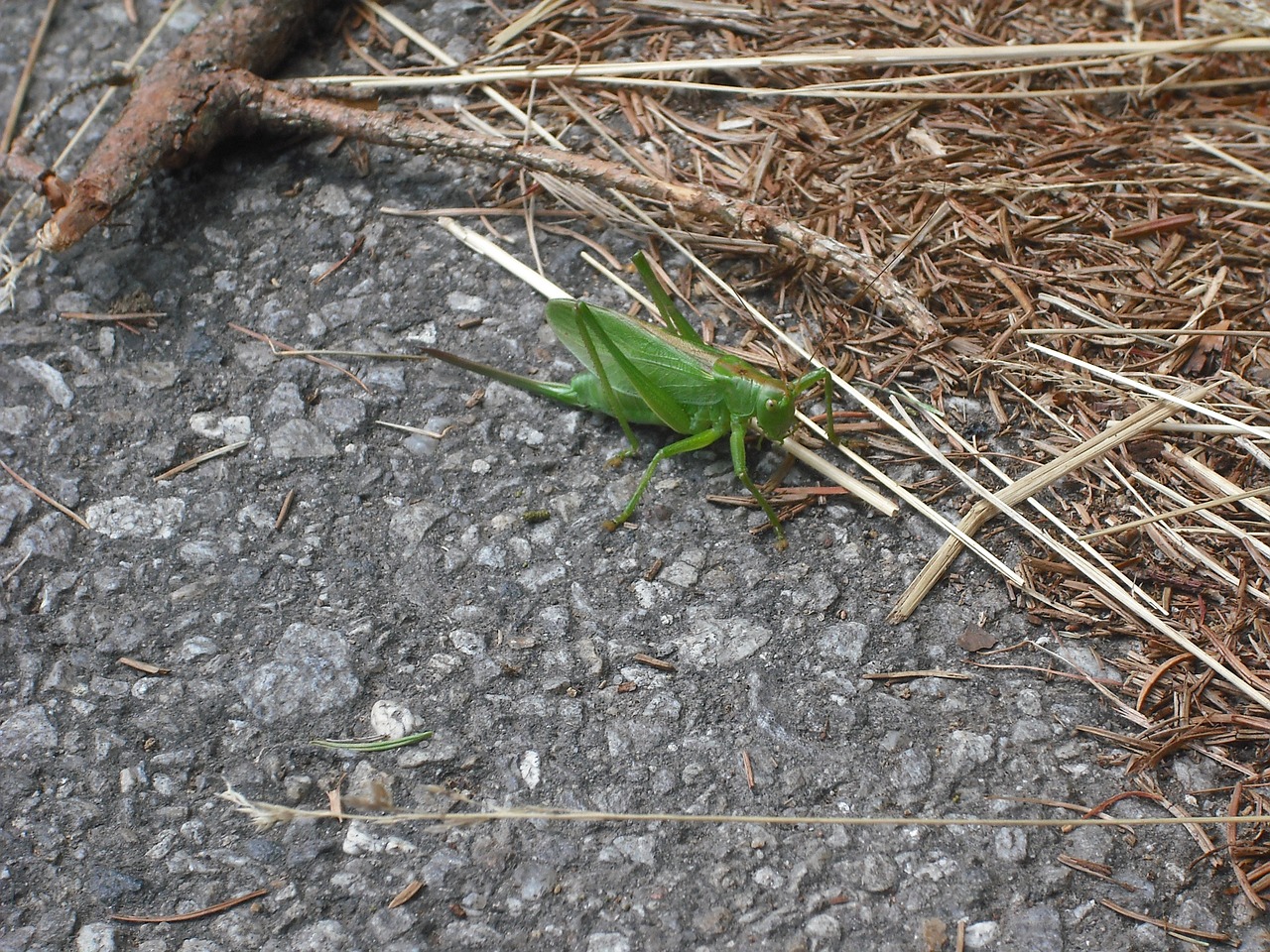 grasshopper forest needles free photo