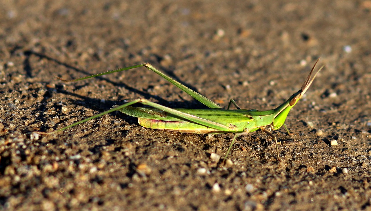 grasshopper insecta green free photo
