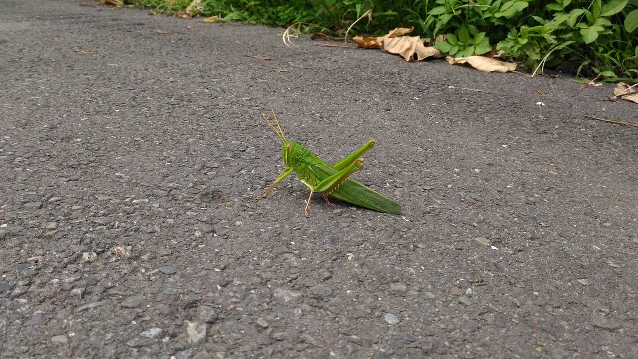 grasshopper insect bug free photo