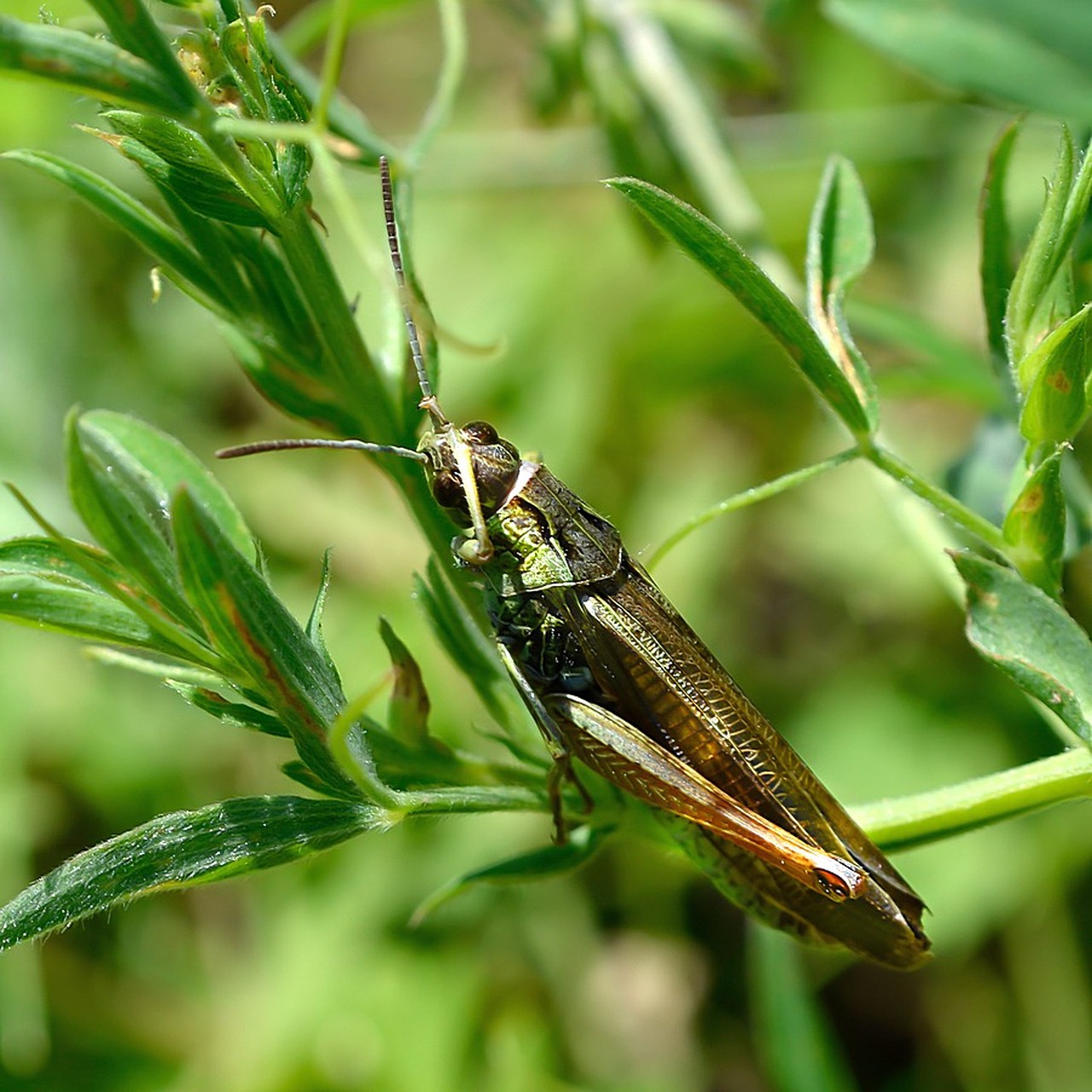 grasshopper grass summer free photo