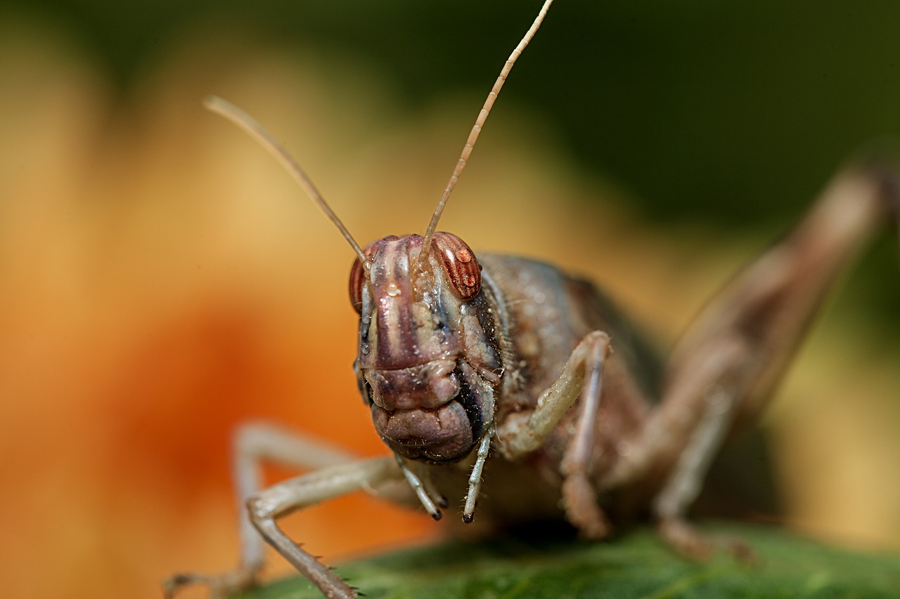 grasshopper animal nature free photo