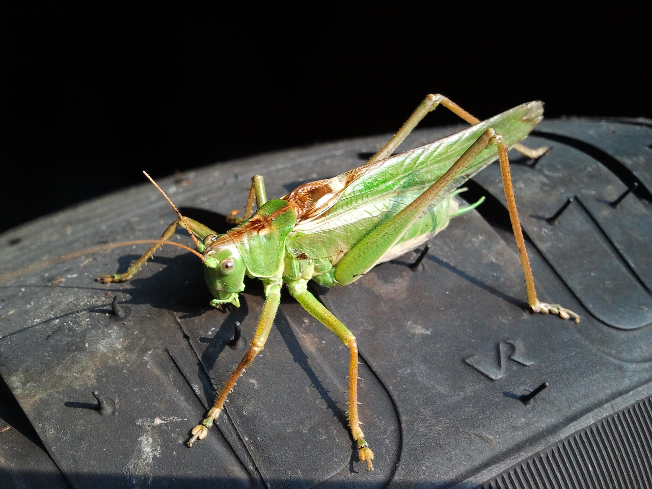 grasshopper sun insect free photo