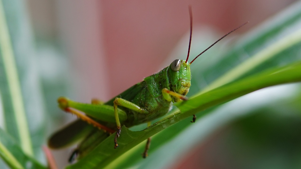 grasshopper green insect free photo