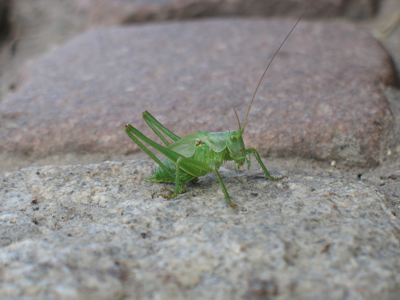 grasshopper insect animal free photo