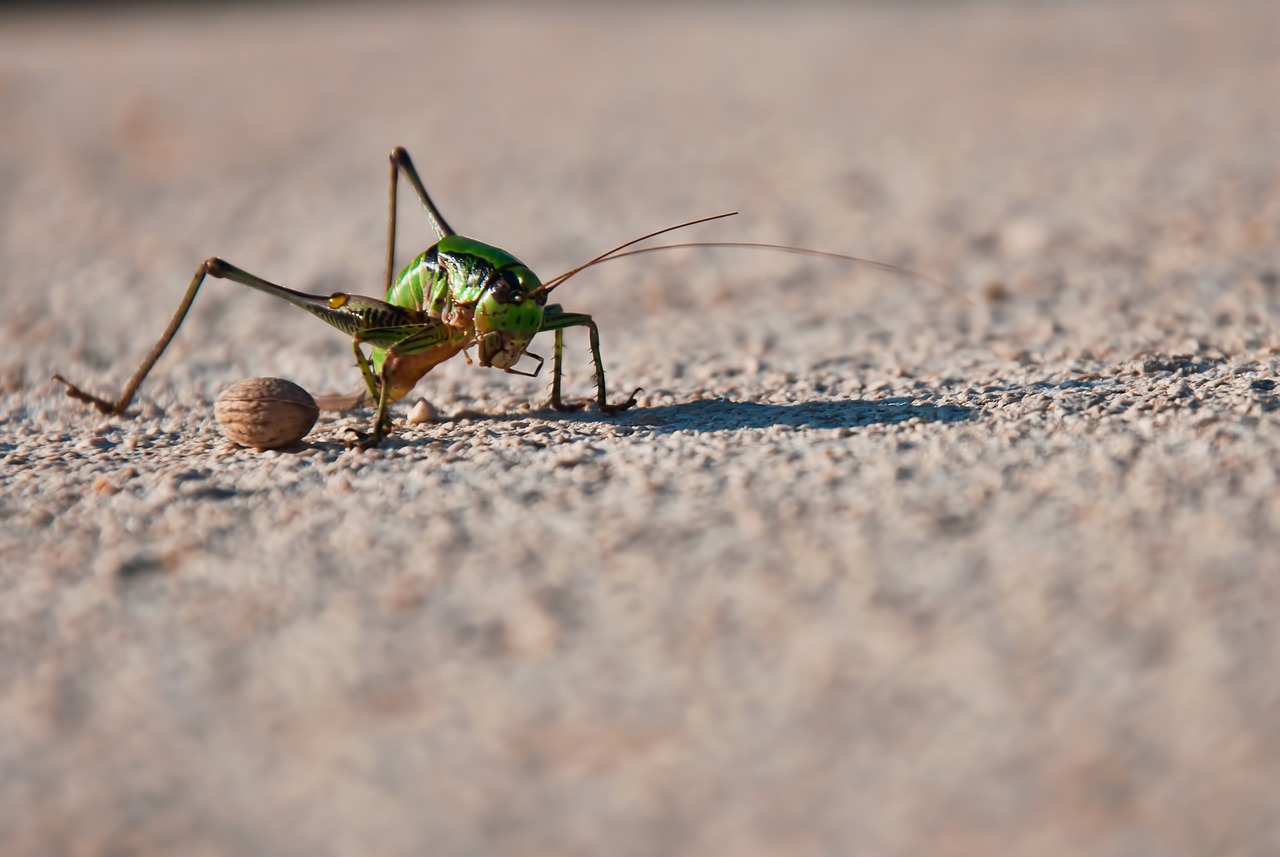 grasshopper cricket cicada free photo