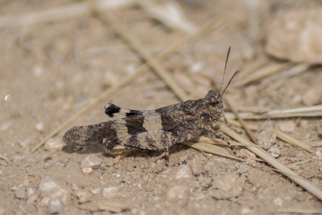 grasshopper insect nature free photo