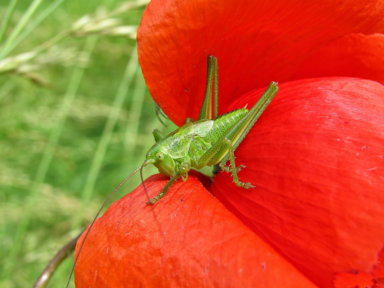 grasshopper field poppy insect free photo