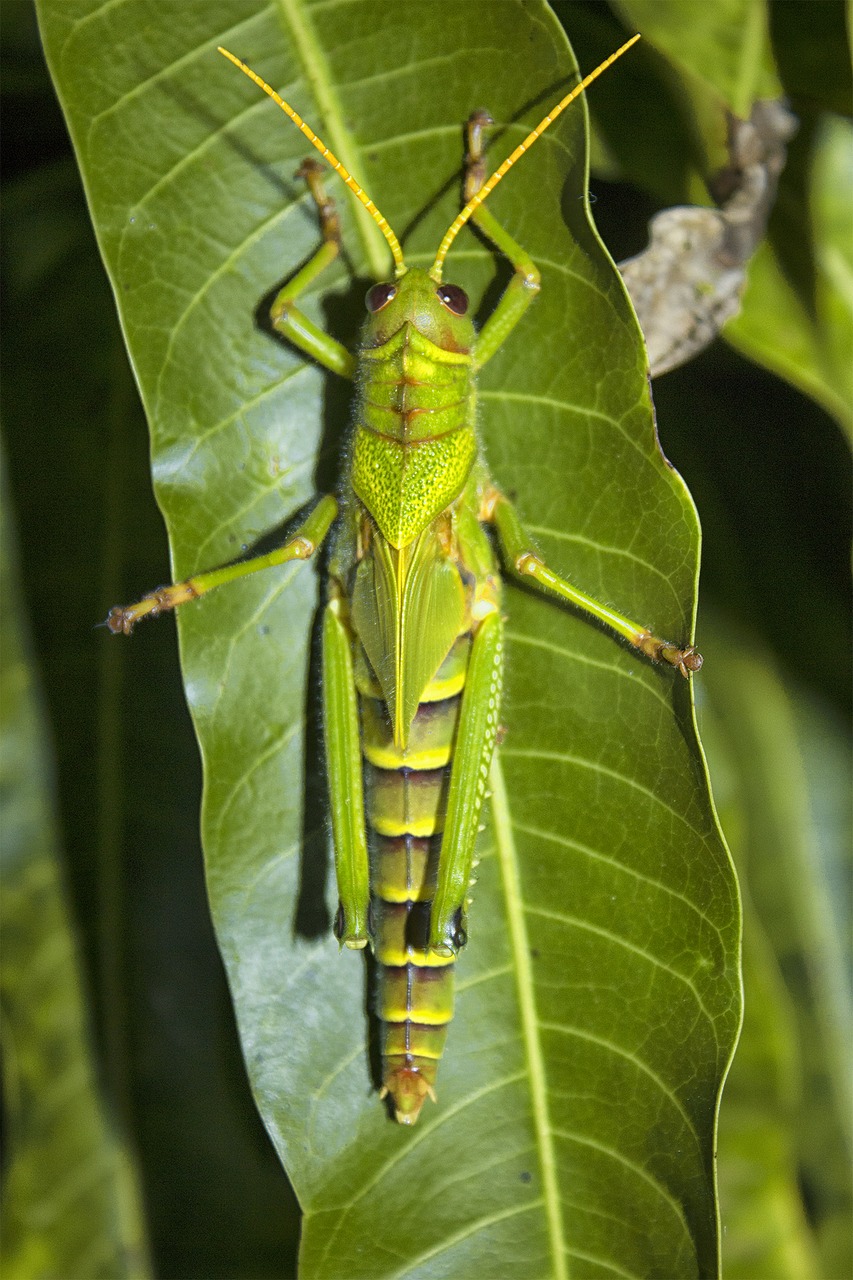 grasshopper night sheet sleeve free photo