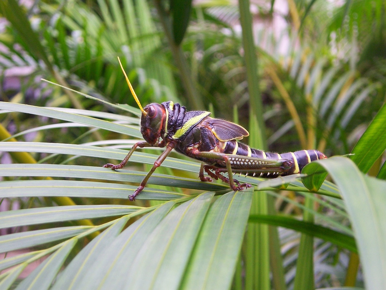 grasshopper brazil insect free photo