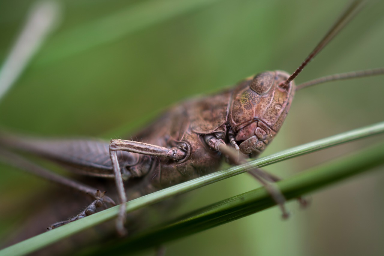 grasshopper macro insect free photo