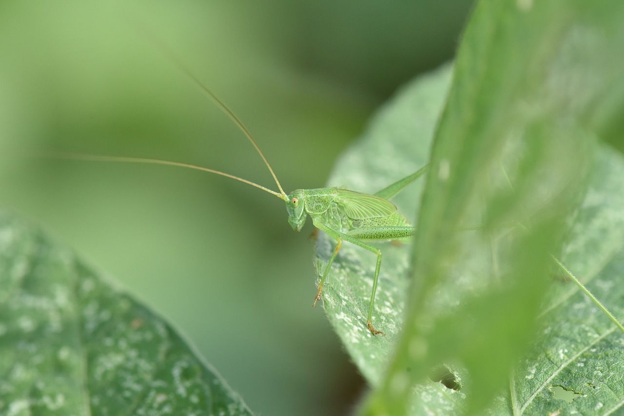 grasshopper green cowpea on free photo