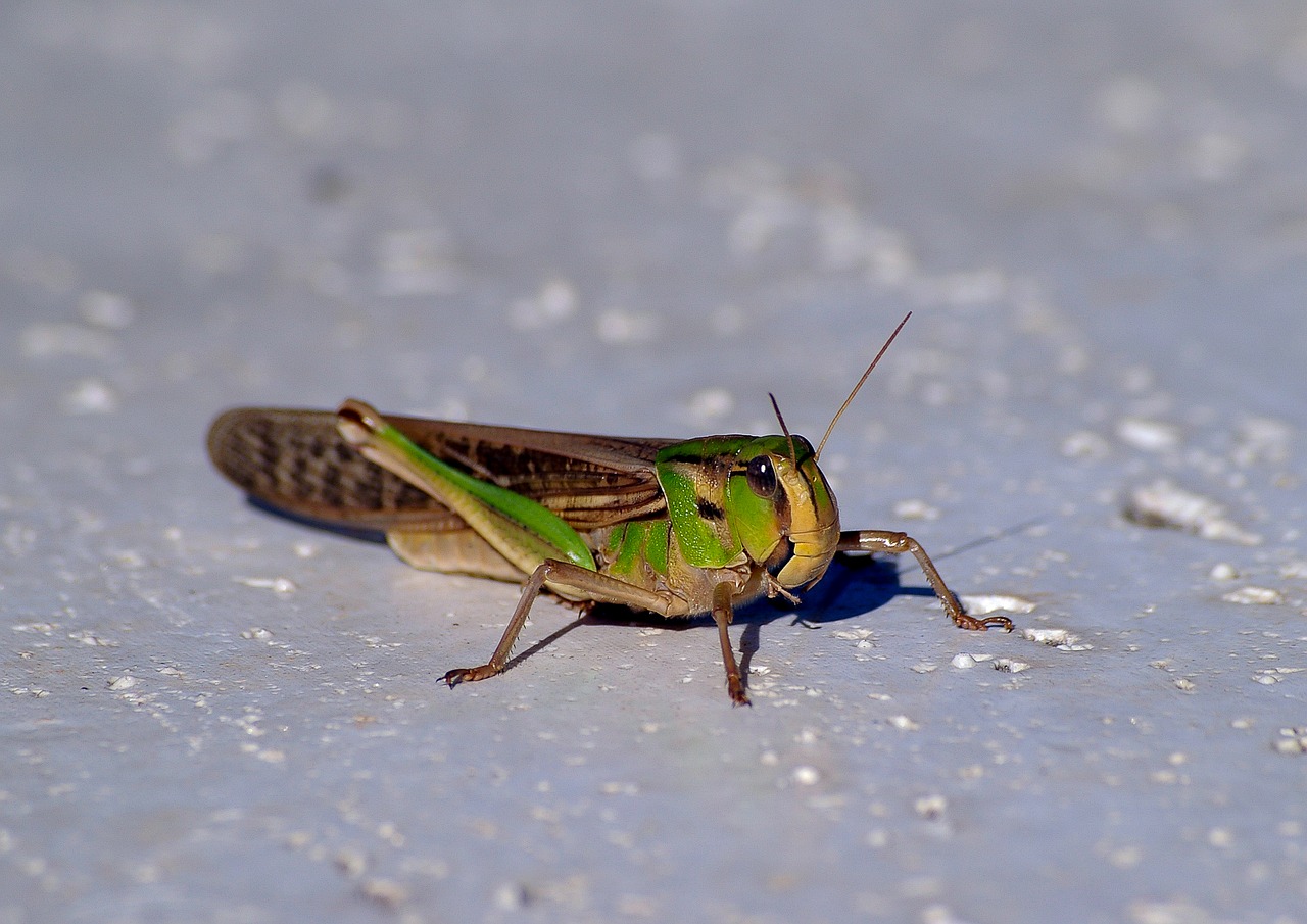 grasshopper insect green free photo