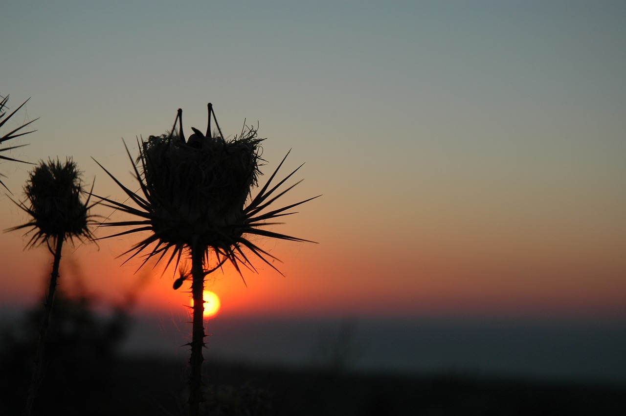 grasshopper sunset silhouette free photo