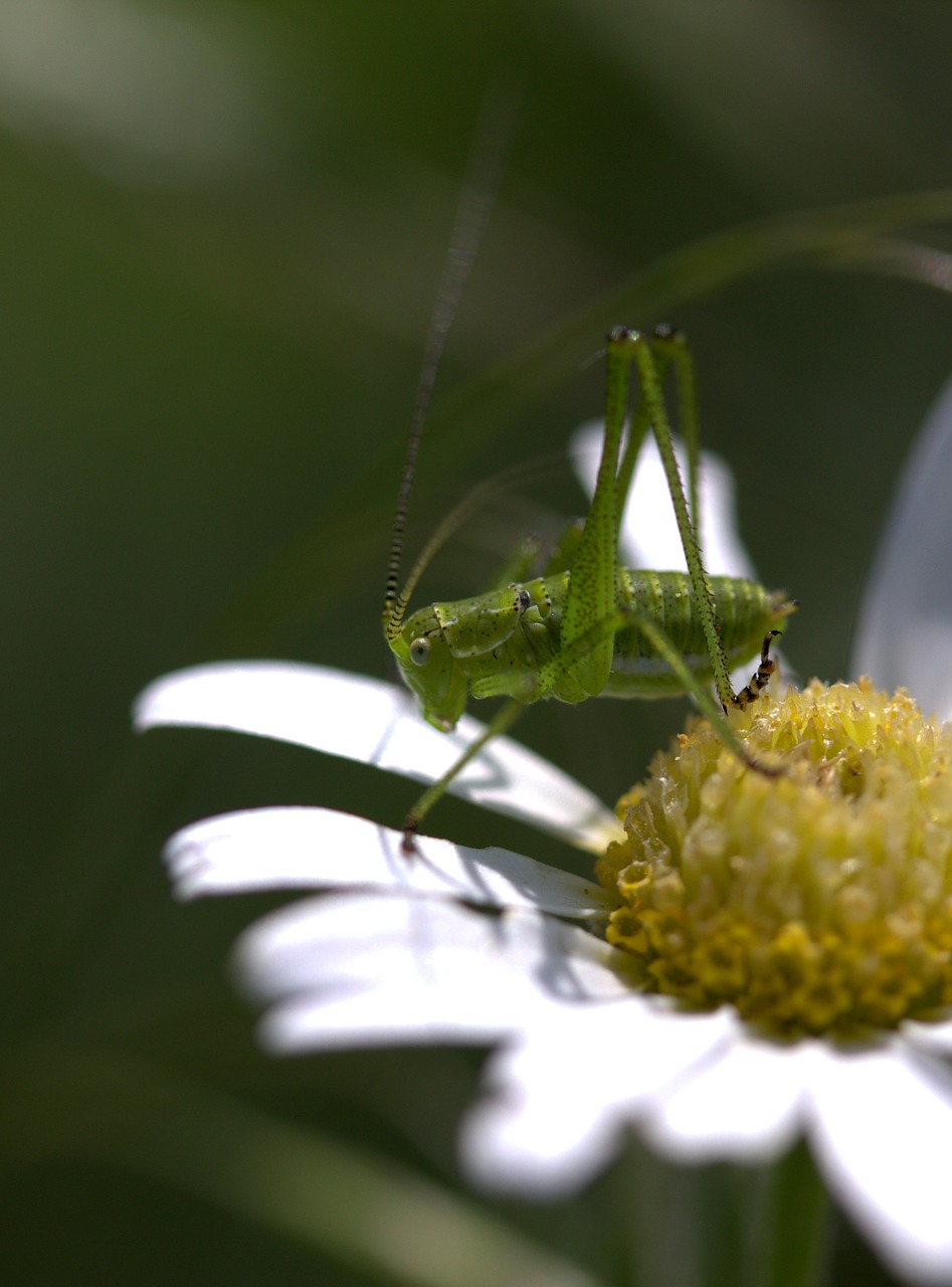 grasshopper green flower free photo