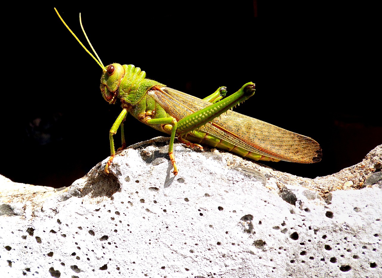 grasshopper insect nature free photo