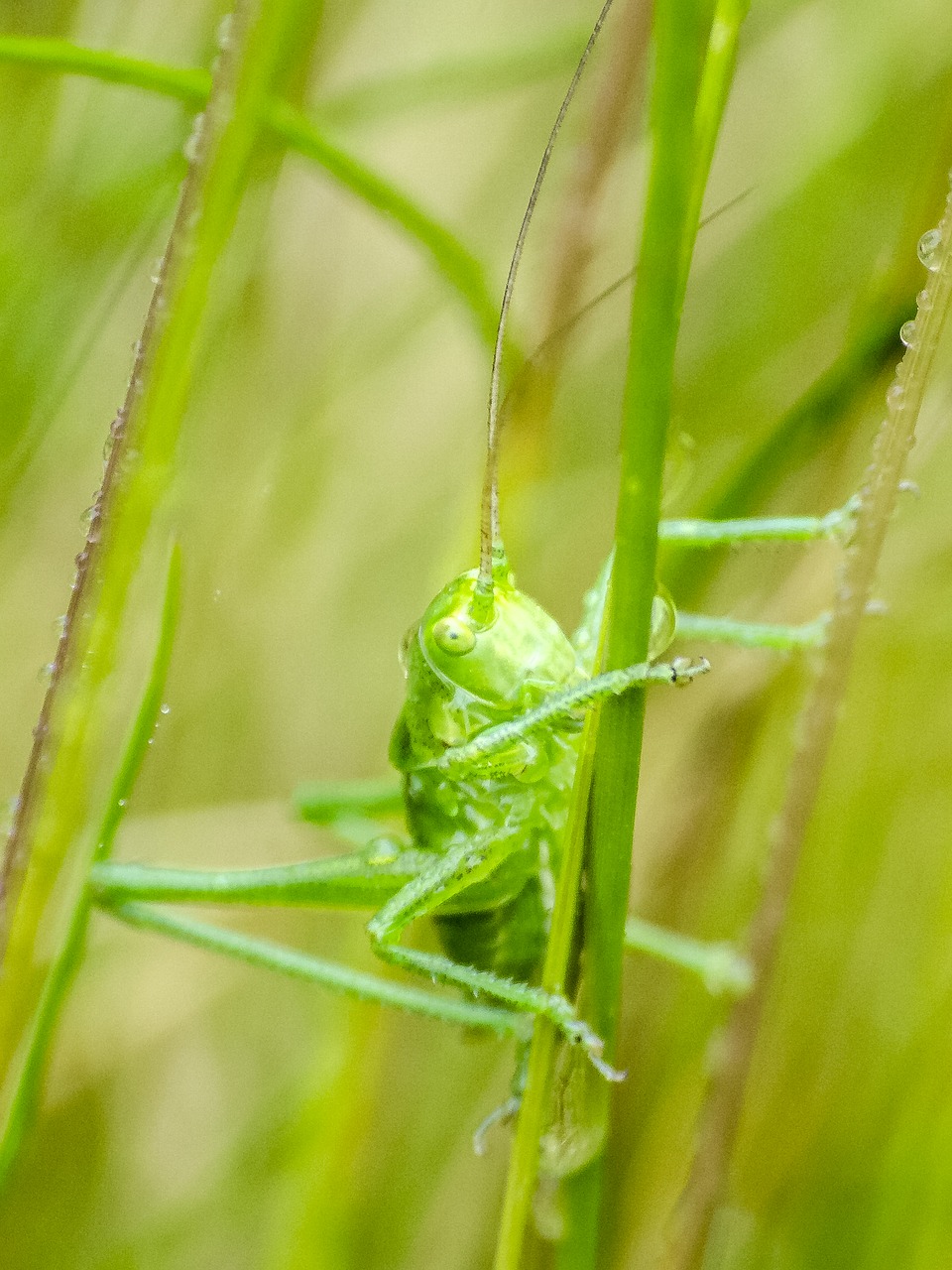 grasshopper viridissima nature free photo
