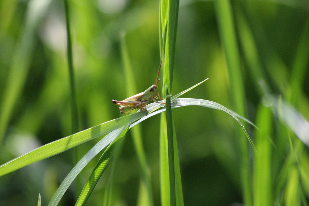 grasshopper viridissima grass free photo