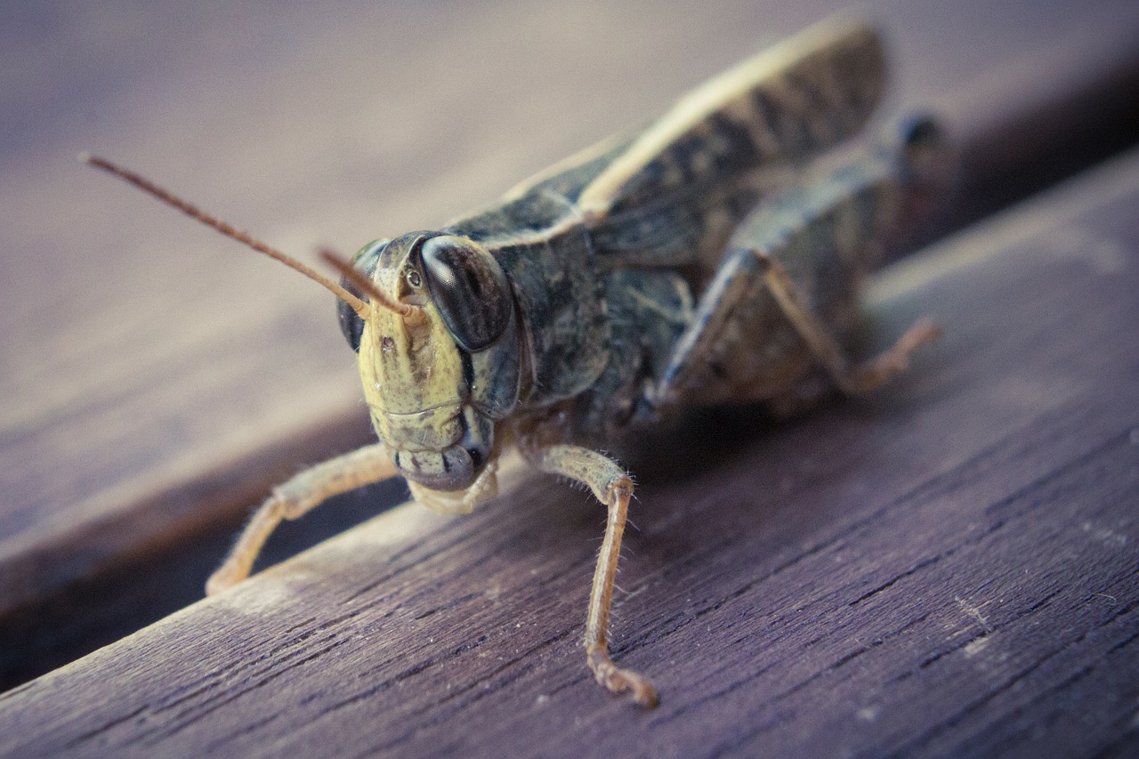 grasshopper desert locust insect free photo