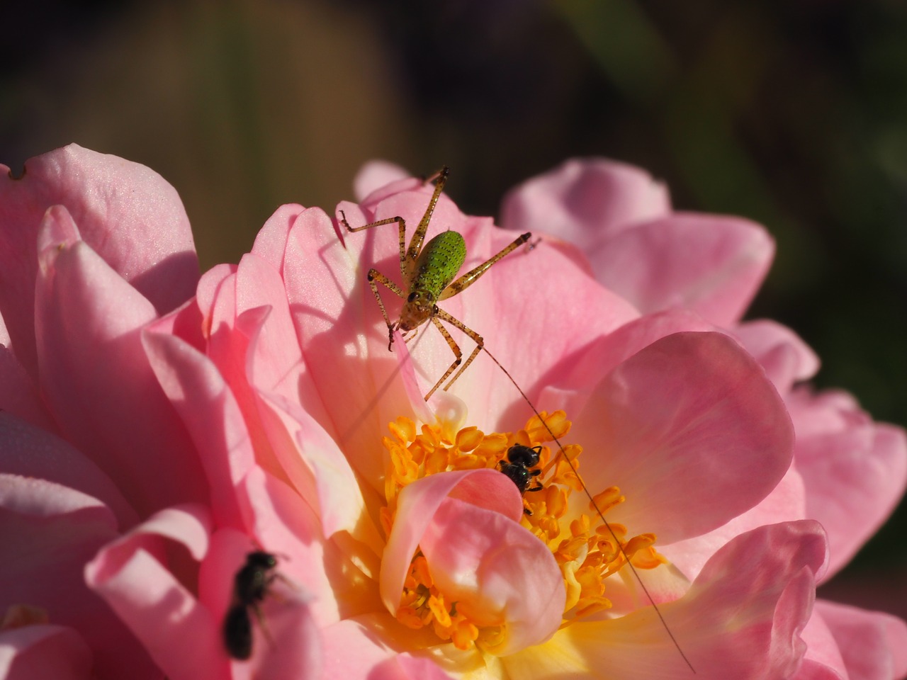 grasshopper ant flower free photo