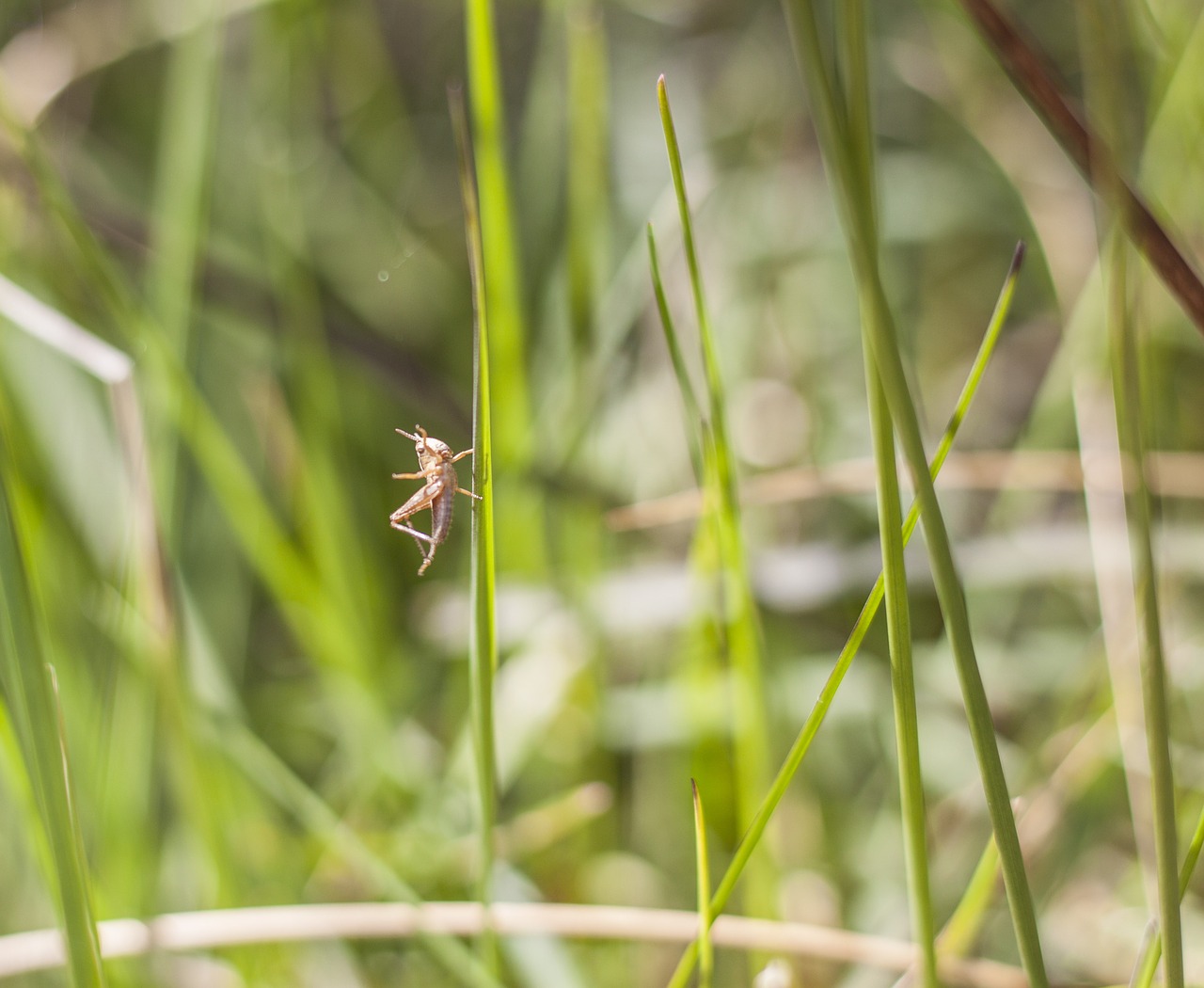 grasshopper wildlife nature free photo