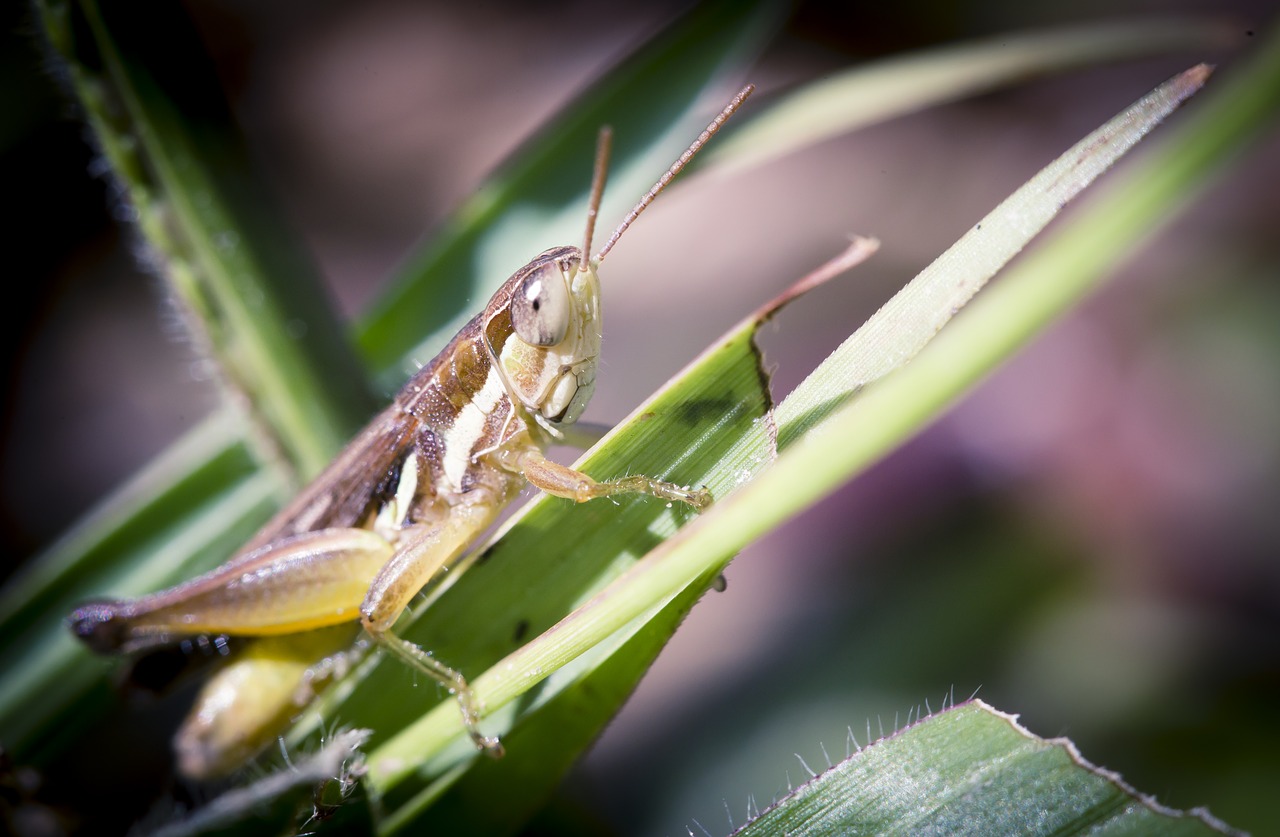 grasshopper natural asia free photo