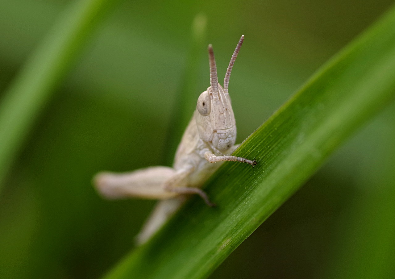 grasshopper insect tettigonia viridissima free photo