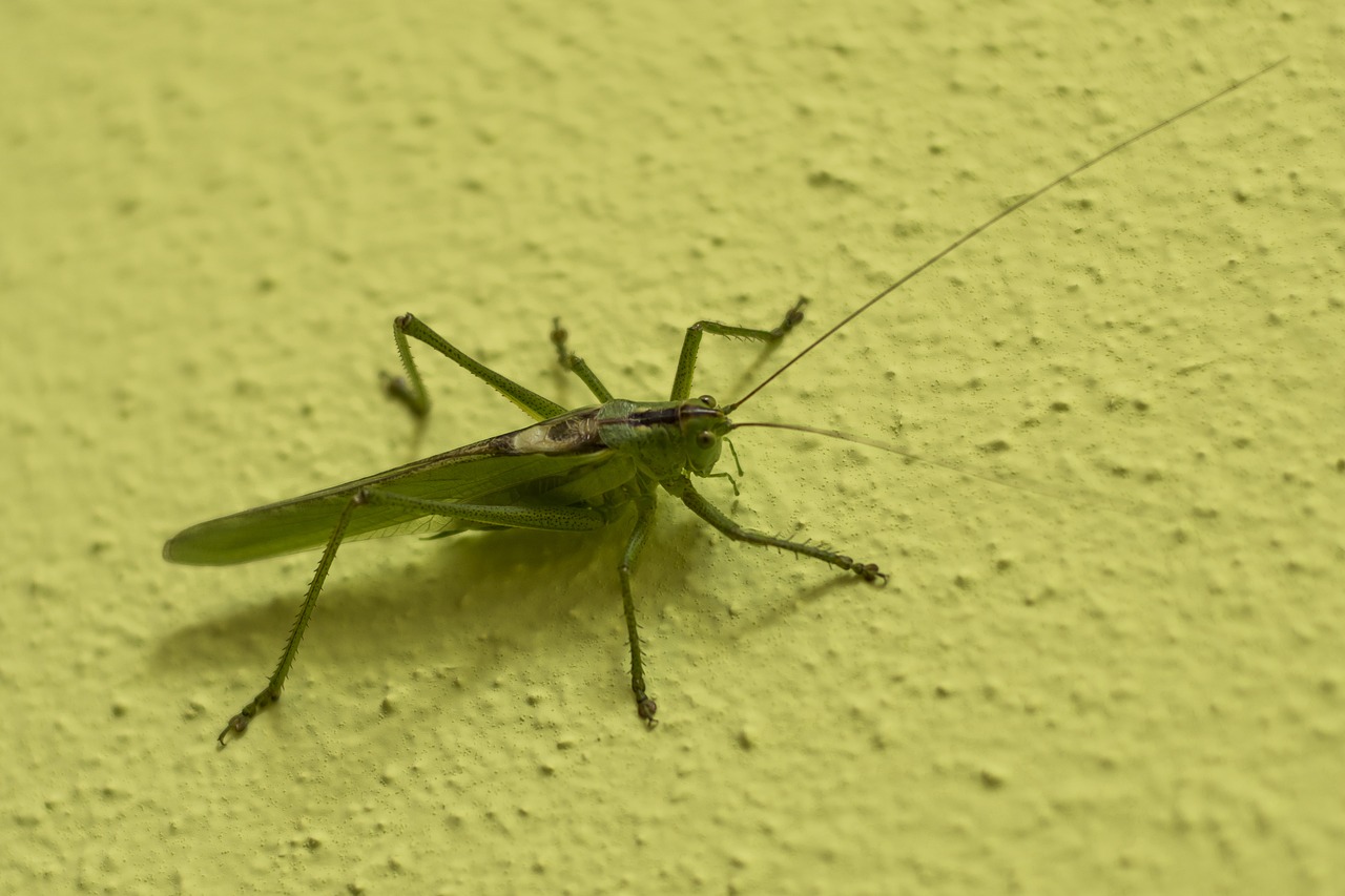 grasshopper tettigonia viridissima green free photo