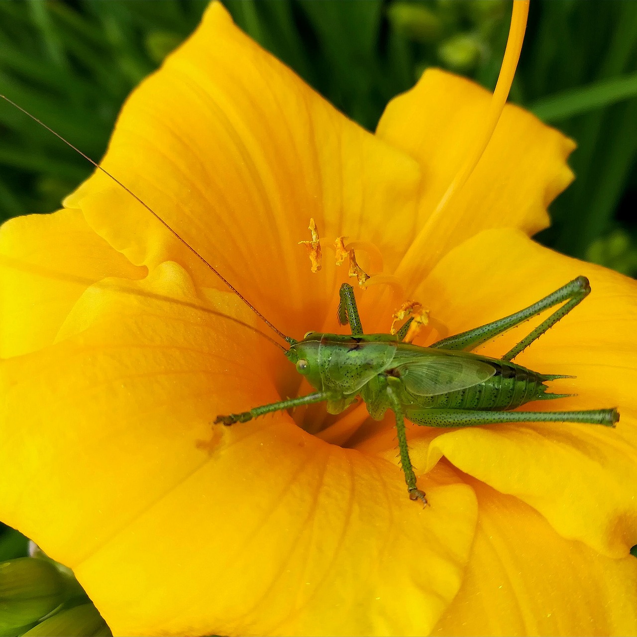 grasshopper flowers yellow free photo