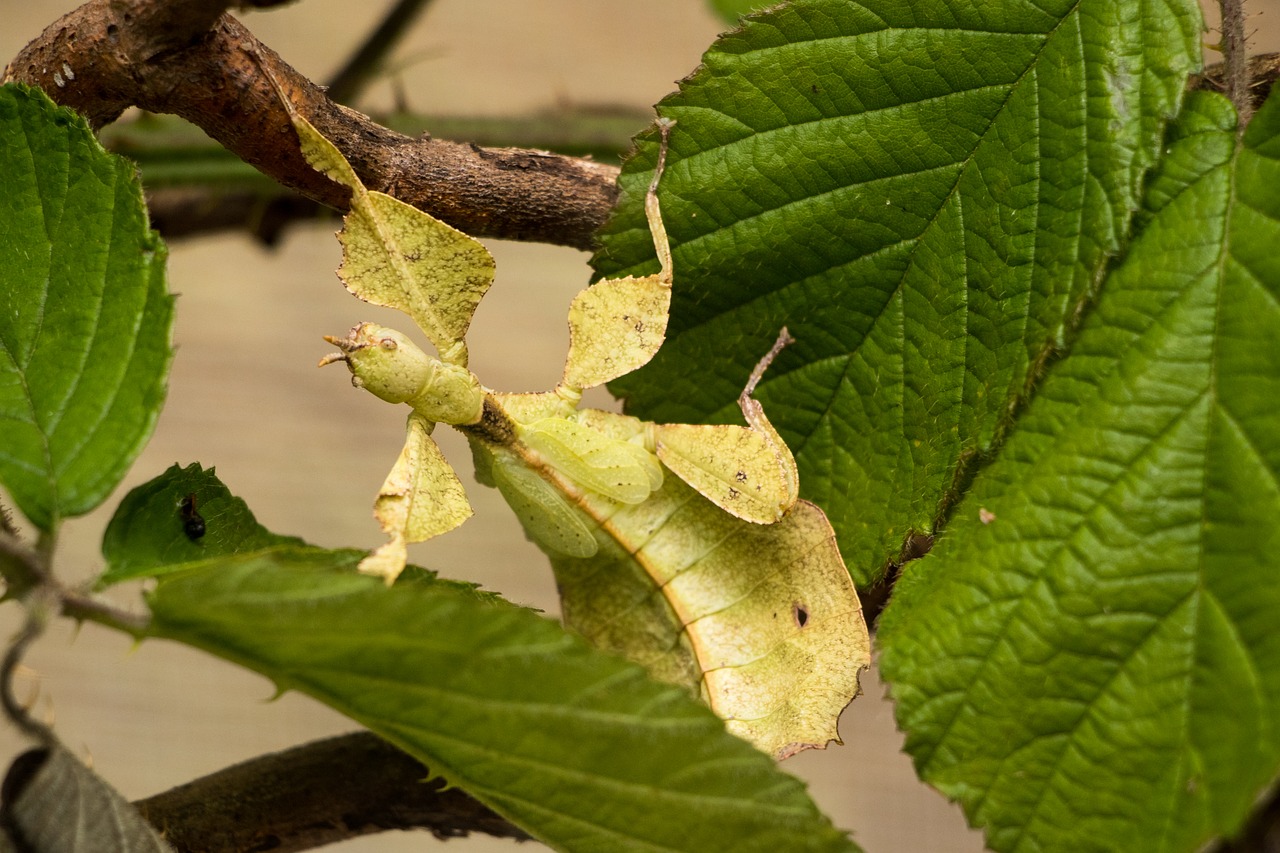 grasshopper leaf grasshopper insect free photo