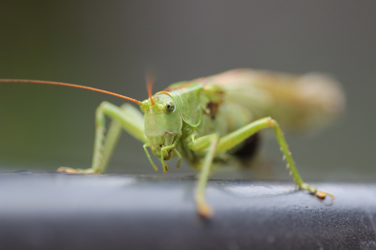 grasshopper grille insect free photo