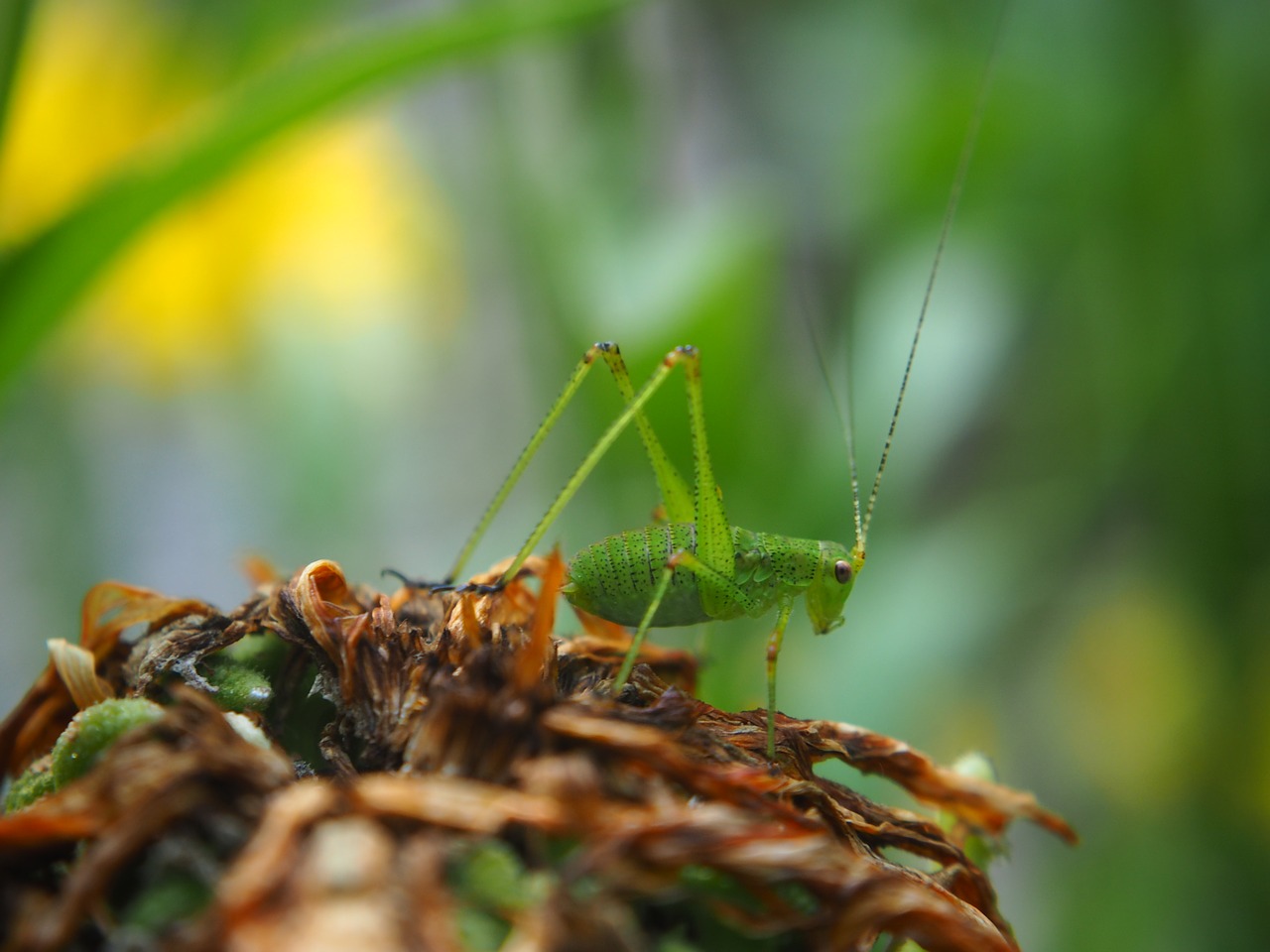 grasshopper insect garden free photo