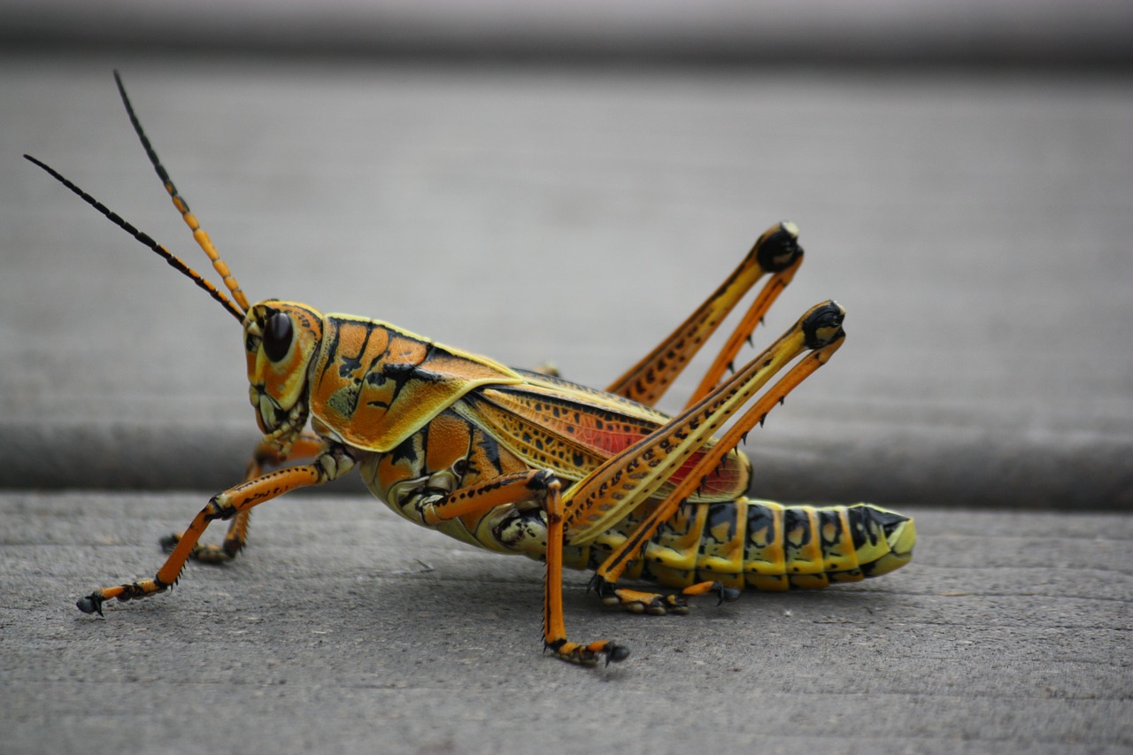 grasshopper animals nature free photo