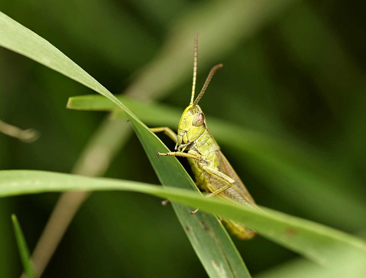 grasshopper tettigonia viridissima insect free photo