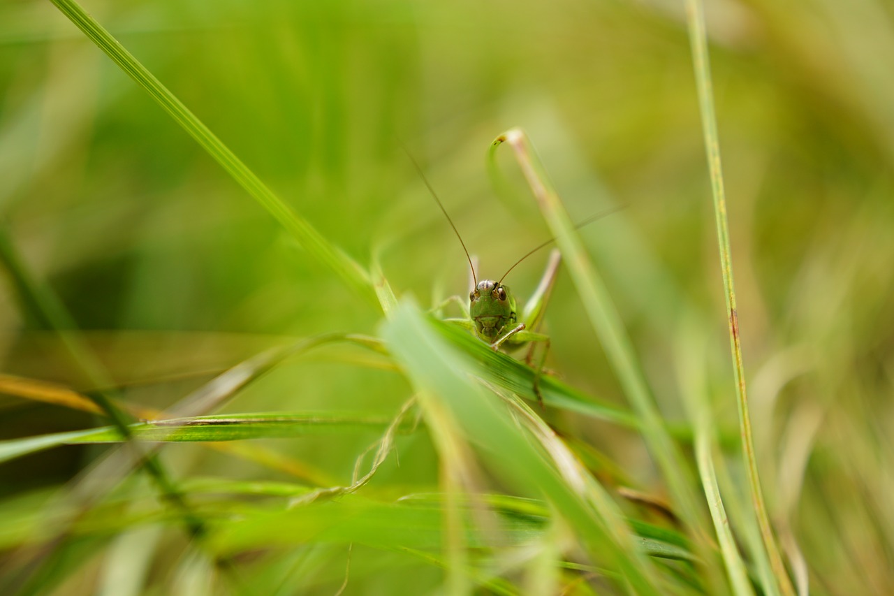 grasshopper grass macro free photo