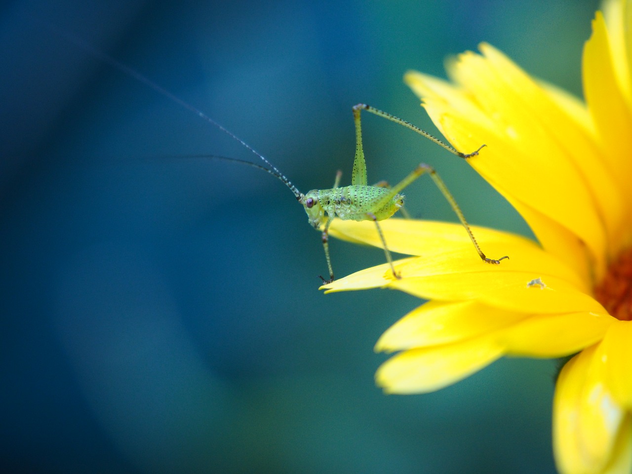 grasshopper insect close free photo