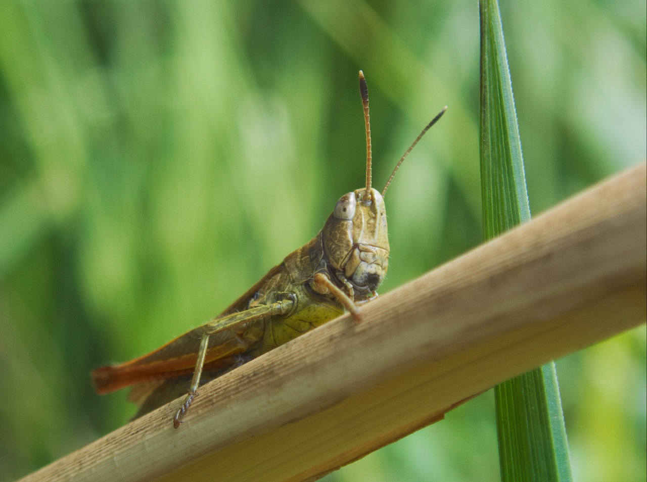 grasshopper insect close free photo