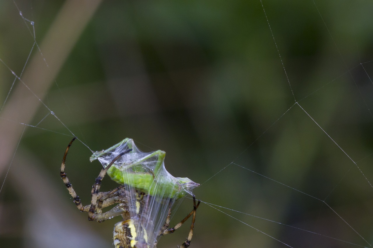 grasshopper in the network caught free photo