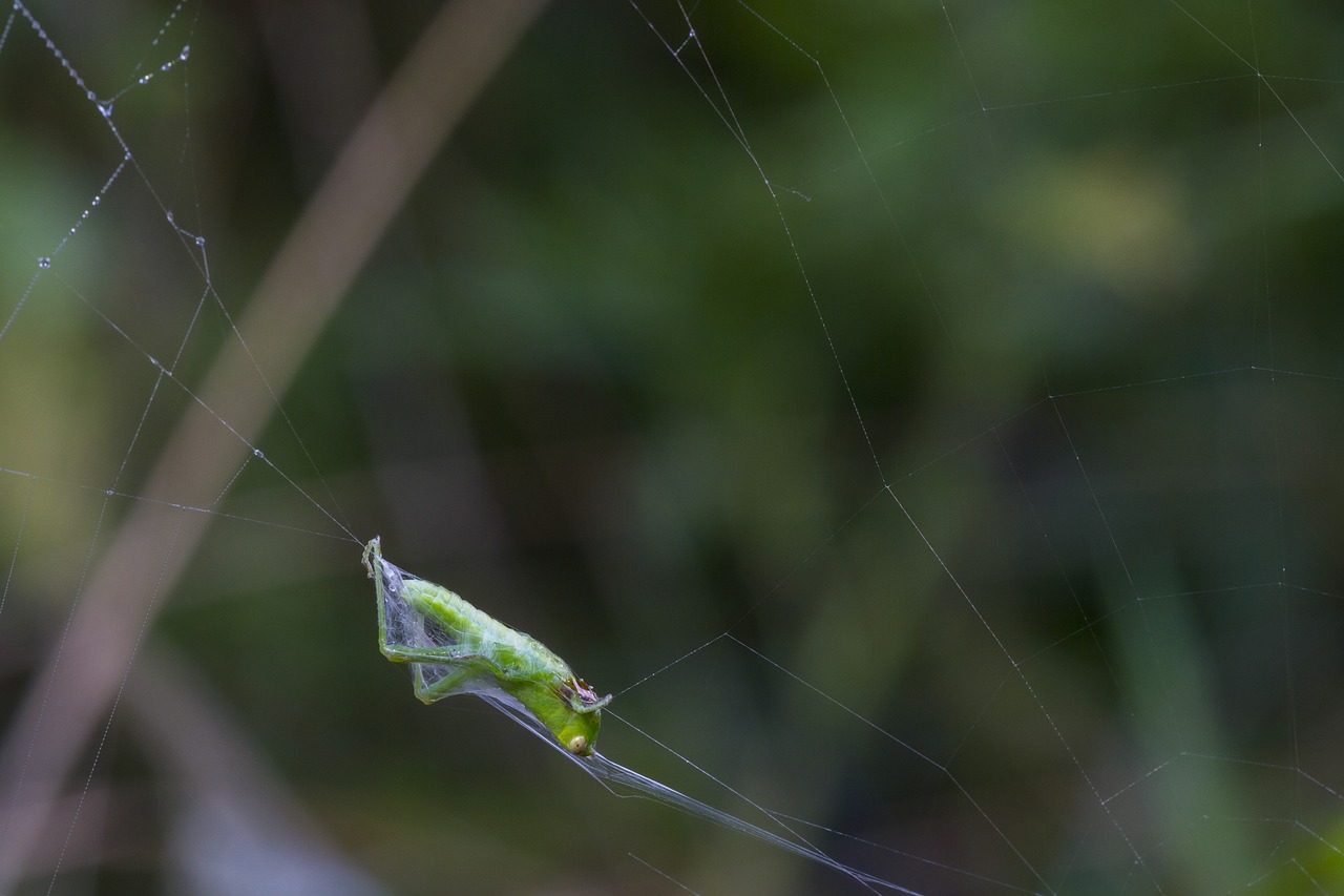 grasshopper in the network caught free photo