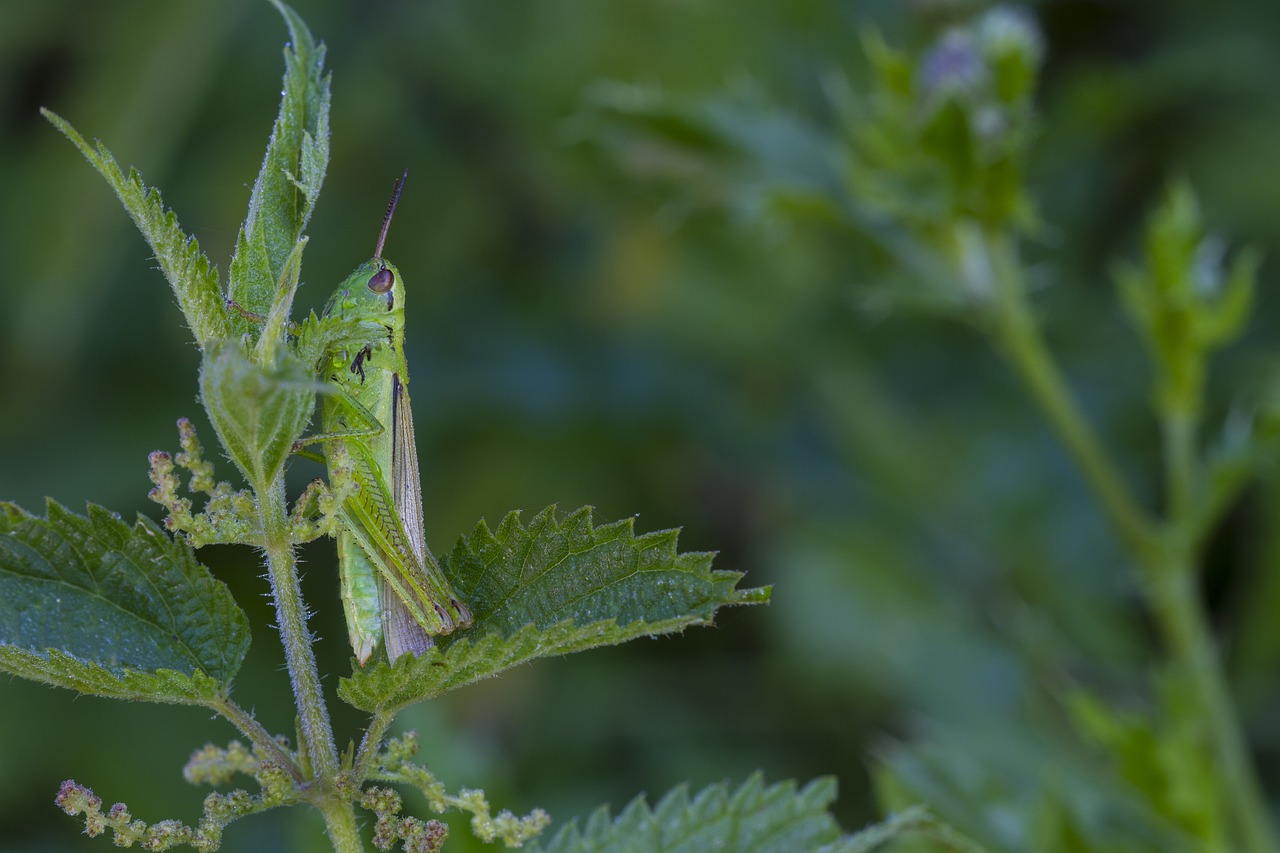 grasshopper viridissima green free photo
