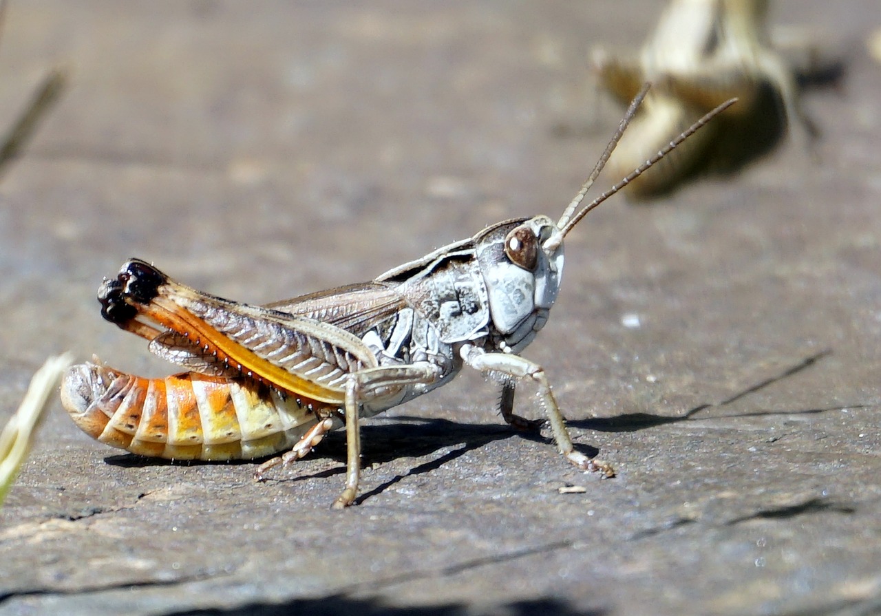 grasshopper animal insect free photo