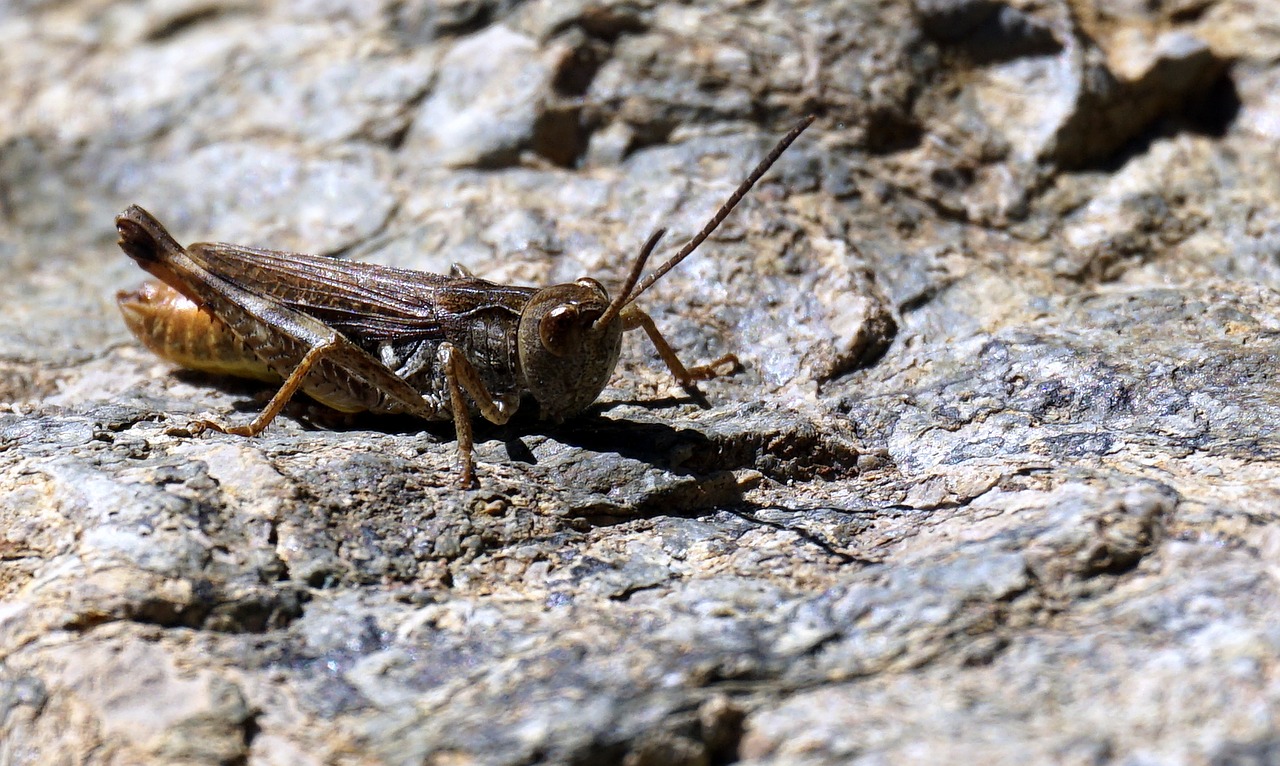 grasshopper animal insect free photo