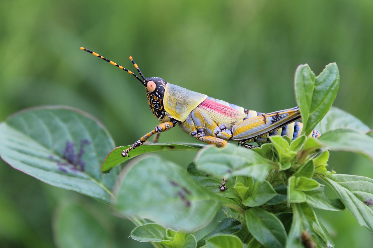 grasshopper insect close-up free photo