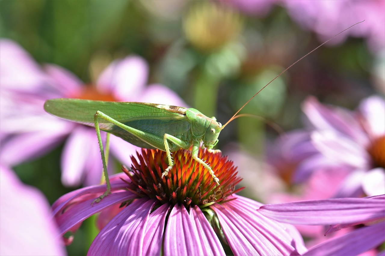 grasshopper insect animal free photo