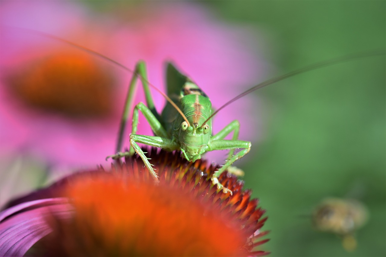 grasshopper insect animal free photo