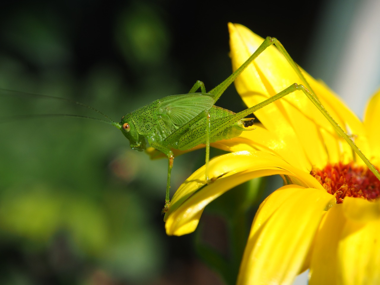 grasshopper blossom bloom free photo