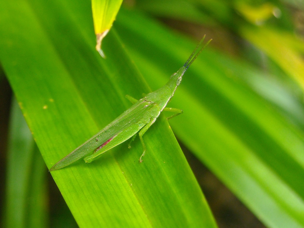 grasshopper green leaf free photo